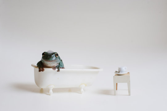 tiny tree frog taking a miniature bubble bath