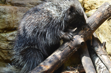 Porcupine