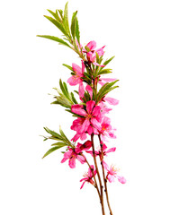 Pink peach flower isolated on white background