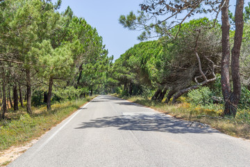 Road in Pine Forest in Aljezur