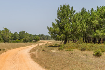 Fototapeta na wymiar Dirty Road in Pine Forest in Aljezur