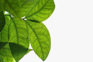 Obraz premium Green leaves fresh on white background