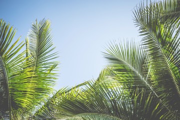 Leaves Palm coconut trees against blue sky, Palm trees at tropical coast,summer tree, beautiful tropical background