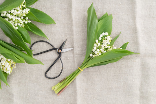 Bouquets of lilies of the valley with scissors