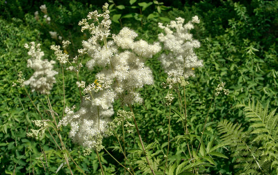 white filipendula ulmaria . Blurred background