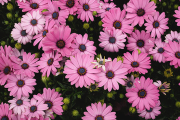 Summer flowers background of pink African daisies