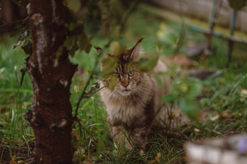 cats in the garden