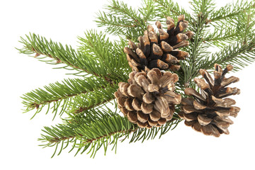 Fototapeta premium branch of a Christmas tree and a cone isolated on a white background