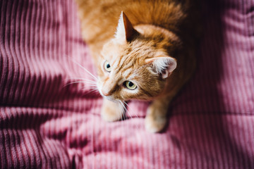 Above shot of the cat