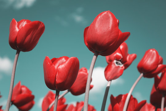 red tulips cross processed