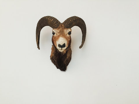 Stuffed Head of Billy Goat on White Wall