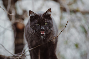 cats in the garden