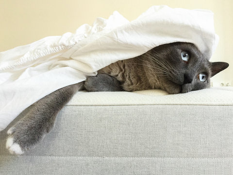 Cat covered with sheets lying on bed.