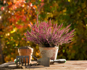 Plant and gardening equipment on table