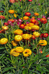 Red and yellow button flowers