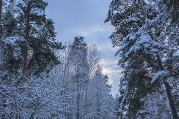 snow, winter, trees, forest, cold, sky, clouds