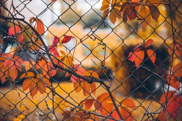 yellow leaves of ivy