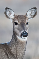 Portrait of a Mule Deer Doe