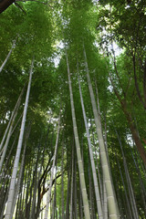 日本の「竹」