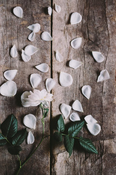 A rose with its petals fallen off