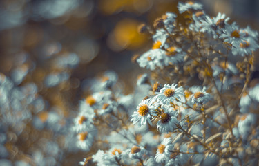 Fototapeta premium Herbstaster mit weichem Bokeh