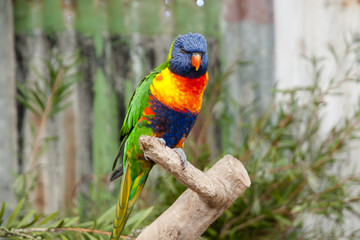Rainbow Lorikeet