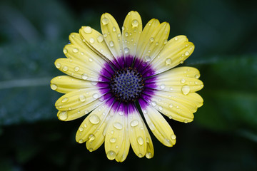 Closeup of yellow African Daisy flower with water drops