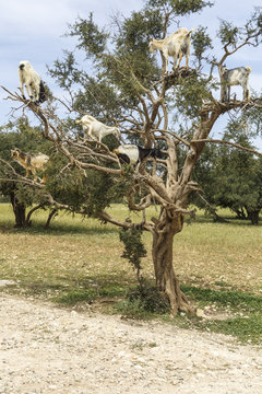 Argan tree goats