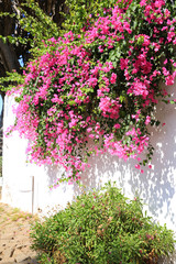 Bougainvillea