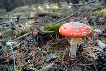 Red fly agaric mushroom or toadstool in the autumn forest. Latin name is Amanita muscaria. Toxic mushroom