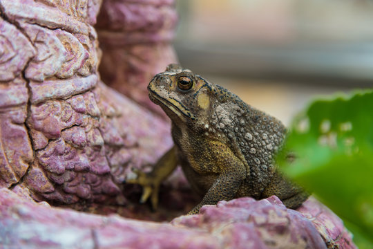 The Toad Standing And Wait For Its Prey