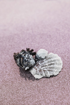 Closeup of 3 shells on a pink sandy beach with huge copy space