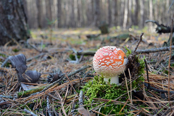 Red fly agaric mushroom or toadstool in the autumn forest. Latin name is Amanita muscaria. Toxic mushroom