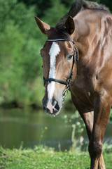 portrait of hobbyhorse . summer