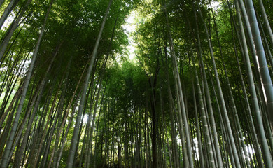 日本の「竹林」