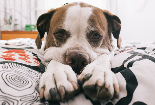 A dog lays on a bed with his head in his paws.