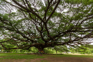 branch of big green tree
