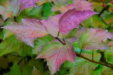 Obraz premium The concept of autumn