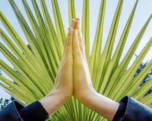 Raised hands pose (anjali mudra), palms pressing together at crown chakra on a fan palm tree...