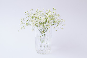 Gypsophila