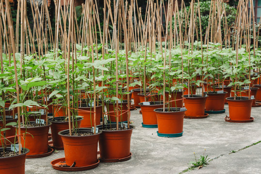 plant in pots