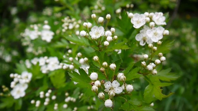 Close up blossom of flowers of hawthorn swaying and out of focus green background. White flowers of cratagus mongyna, Crataegus monogyna.