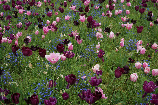 Spring border in the garden, with a mix of tulips