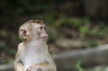 monkeys on hill of Phuket 