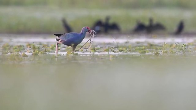Western swamphen Feeding Video