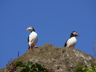 Atlantic puffins nesting in Dyrholaey, Iceland