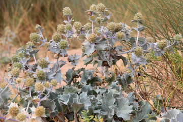 plants de chardons