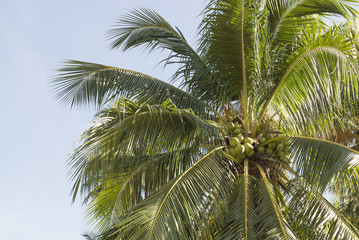 Obraz premium Coconut farm in Southern of Thailand.