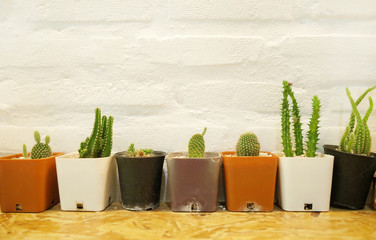 A Row of Small Cactus Pot in Room 