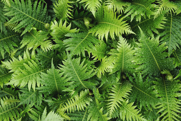Green leaves of a blechnum fern